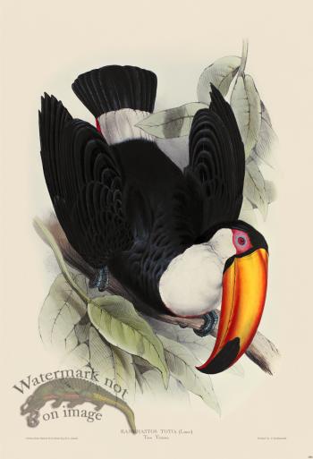 Toco Toucan